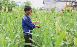 Vũ Đông: Giảm nghèo nhờ vốn chính sách