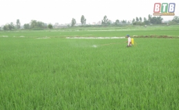 Thái Thụy: Hơn 4.000ha lúa mùa được phòng trừ sâu đục thân hai chấm và rầy các loại