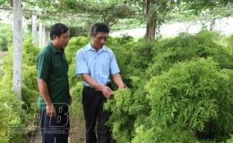 Ông Tầm làm giàu từ cây dược liệu