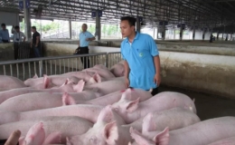 Giá thịt lợn giảm "nhỏ giọt" dù lợn hơi lao dốc mạnh