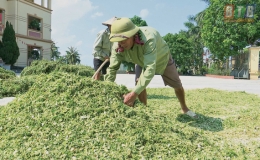 Hiệu quả bước đầu trồng đay trên đất hoang hóa