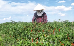 Hiệu quả các chính sách hỗ trợ phát triển nông nghiệp