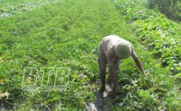 Hưng Hà phấn đấu gieo trồng 6.150ha cây vụ đông