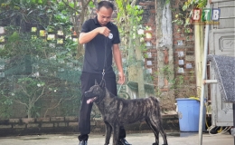 Không chỉ là thú chơi