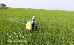 Kiến Xương: Chủ động phòng trừ sâu bệnh hại lúa