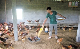 Một số lưu ý khi chăm sóc nuôi dưỡng gia súc, gia cầm sau mưa lớn kéo dài