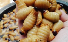Những món ăn từ đuông dừa của ẩm thực miền Tây