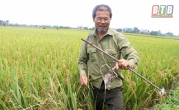 Ông Hải tích cực diệt chuột bảo vệ sản xuất