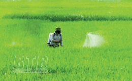 Quyết liệt phòng, trừ sâu bệnh, bảo vệ lúa mùa