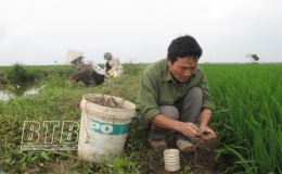 Thái Thụy: Nghiêm cấm đánh bắt chuột bằng điện