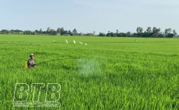 Thái Thụy: Phòng, trừ sâu bệnh bảo vệ lúa mùa