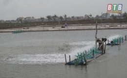 Thái Thụy: Tập trung chăm sóc thủy sản sau mưa bão