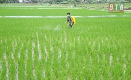 Tiền Hải: Phòng, trừ rầy bảo vệ lúa mùa
