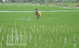 Tiền Hải: Tập trung phòng trừ sâu cuốn lá nhỏ