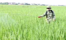 Vũ Thư: Tập trung phòng, trừ sâu bệnh, bảo vệ lúa mùa