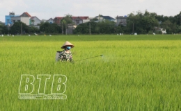 98,47% diện tích lúa mùa được phun trừ sâu bệnh