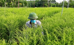 Bách Thuận: Giá trị kinh tế vườn đạt 37,7 tỷ đồng