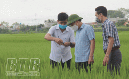 Bảo đảm đúng tiến độ phun thuốc phòng, trừ sâu bệnh cho lúa