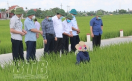 Các đồng chí lãnh đạo tỉnh: Kiểm tra tiến độ phun thuốc phòng trừ sâu bệnh
