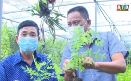 Chắt vàng từ đất