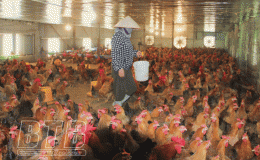 Chủ động ngăn chặn cúm gia cầm A/H5N8