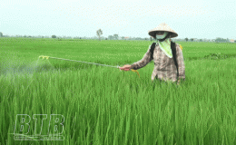 Hưng Hà: Phát động chiến dịch phòng trừ sâu bệnh bảo vệ lúa mùa