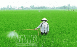 Hưng Hà: Tập trung phòng, trừ sâu bệnh bảo vệ lúa mùa
