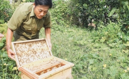 Mật ngọt từ nuôi ong