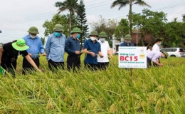 Nhiều giống lúa của ThaiBinh Seed chịu được khí hậu khắc nghiệt, cho năng suất cao
