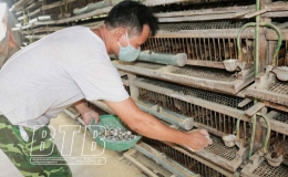 Nuôi chim cút đẻ trứng cho hiệu quả kinh tế cao