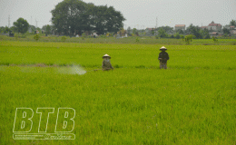 Quỳnh Phụ: 90% diện tích lúa mùa đã được phun thuốc phòng, trừ sâu bệnh
