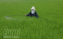 Thành phố: Phòng trừ sâu bệnh bảo vệ lúa mùa