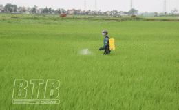 Tiền Hải: Phát động chiến dịch phun thuốc phòng trừ sâu cuốn lá nhỏ cho 100% diện tích