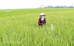 Tiếp tục tăng cường chỉ đạo phòng, trừ sâu bệnh, bảo vệ lúa vụ mùa năm 2021
