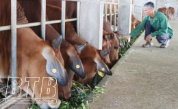 Vũ Thư phát triển chăn nuôi trâu, bò theo hướng tập trung, quy mô lớn