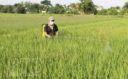 Vũ Thư tập trung phun phòng trừ sâu đục thân hai chấm, sâu cuốn lá nhỏ