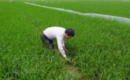11.000ha lúa mùa cần phun thuốc phòng trừ sâu cuốn lá nhỏ