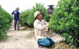 Hiệu quả mô hình trồng quất cảnh ở Đông Dương