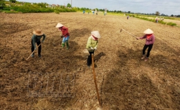Hưng Hà: Phấn đấu gieo trồng 6.150ha cây trồng trong vụ đông năm 2022 - 2023