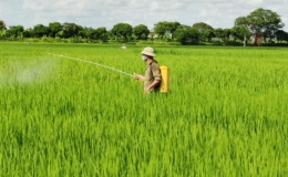 Hưng Hà: Phát động đợt phòng trừ sâu bệnh bảo vệ lúa mùa từ ngày 3 - 6/9