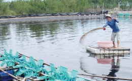 Một số lưu ý trong sử dụng chế phẩm sinh học (men vi sinh) trong nuôi trồng thủy sản