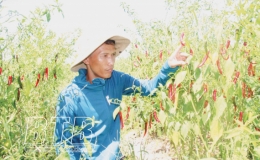 Nông dân làm giàu từ sản xuất nông nghiệp hữu cơ