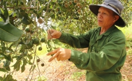 Nông dân phấn khởi khi trồng 'nữ hoàng quả khô' đem lại hiệu quả cao