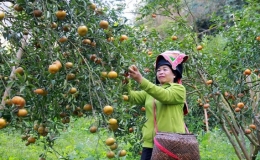 Phát triển vùng nguyên liệu cây ăn quả tại các tỉnh miền núi phía bắc