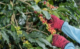 Sắc xanh chiếm lĩnh trên thị trường hàng hóa