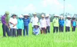 Tập huấn kỹ thuật bón phân theo phương pháp cấy lúa thân thiện với môi trường