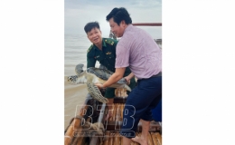 Thả rùa biển quý hiếm về tự nhiên