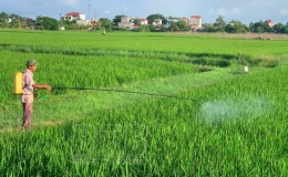 Thái Thụy: Tập trung chăm sóc và phòng, trừ sâu bệnh cho lúa mùa