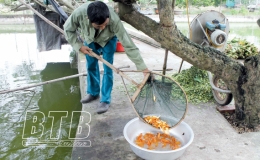 Vũ Đoài: Phát triển nghề nuôi cá giống