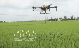 30.000ha lúa mùa phải phun lần 2 phòng, trừ sâu cuốn lá nhỏ